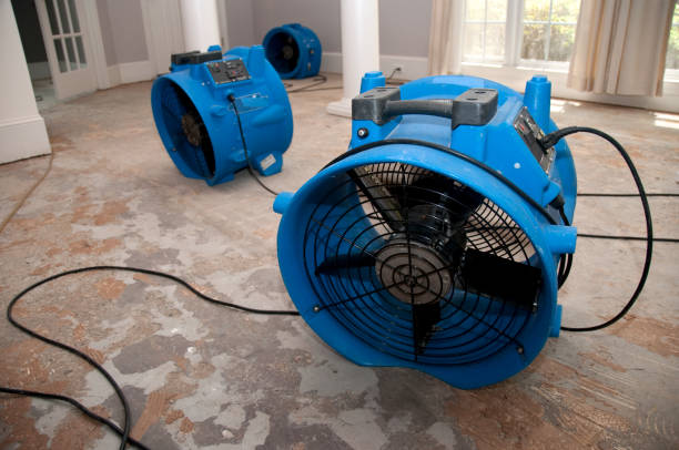 Best Water damage cleanup near me  in Luckey, OH